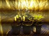 seedlings.jpg