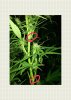 roll it up_01.jpg