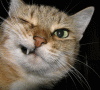 cute_41.gif