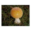 toadstools_1_print-p228136665010824508vsu7_500.jpg toadstools_1_print-p228136665010824508vsu7_500.jpg
