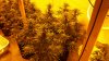blue dream.jpg