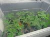 DSC01559.JPG