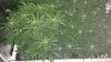 3 weeks flower.jpg