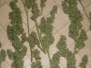 SDC10350.jpg