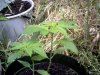 afghan 002.jpg