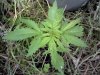 afghan 003.jpg