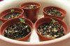 Seed-sprouts2.jpg