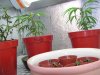 seedlings-in-growtent.jpg