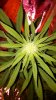new growth.jpg