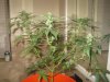 cheez bx2 f2.JPG