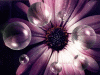 purple-daisy-bubbles-animated.gif