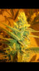 Screenshot_2014-10-04-12-01-55.png