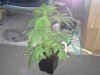 Plant 3 (2).jpg