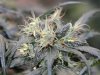 Bag Seed Herme_2.jpg Bag Seed Herme_2.jpg