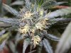 Bag Seed Herme_1.jpg Bag Seed Herme_1.jpg