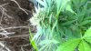 VIDEO0197_0000024601.jpg