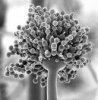 aspergillus spores.jpg