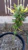 plant 4_side.jpg