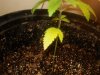 the left side bottom leaf cant see it great in the pic sorry.jpg