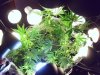 chron 001.jpg