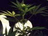 chron 007.jpg