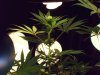 chron 006.jpg