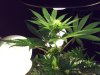 chron 003.jpg