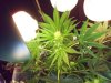 chron 002.jpg