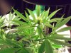 chron 004.jpg