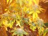 plant 2 003.jpg