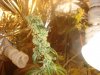 plant 2 005.jpg