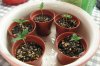 14-seedlings 11 days.jpg