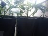 plant #1 (close-up, stalk, 30 days old).jpg