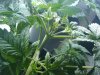 plant #1 (preflower close-up, 30 days old).jpg