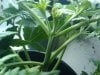 plant #1 (preflower close-up, 30 days old, pic2).jpg