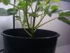 plant #2 (close up, stalk, 30 days old).jpg