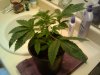 plant #3 (top view 30 days old).jpg