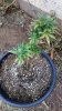 plant 2_top.jpg