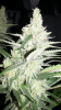 Screenshot_2014-10-12-09-06-46.png