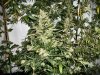 Nov 5 N Lights x Big Bud AutoMain2.jpg