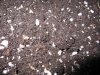 IMG_0655 clone soil.JPG