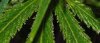 P6-F2-hempy_bud_fanfrost.jpg