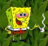 sponge1.jpg