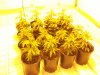 2011 grow-op 001.JPG