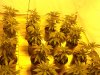2011 grow-op 012.JPG