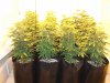 2011 grow-op 019.JPG