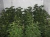 2011 grow-op 040.JPG
