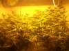 2011 grow-op 077.JPG