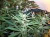 2011 grow-op 123.JPG