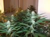 2011 grow-op 131.JPG